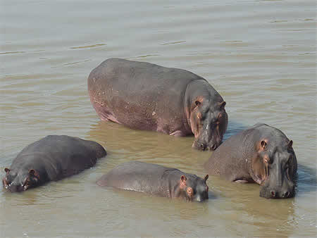 Hippopotames - Barrage de Nangbéto - Atakpamé - Togo