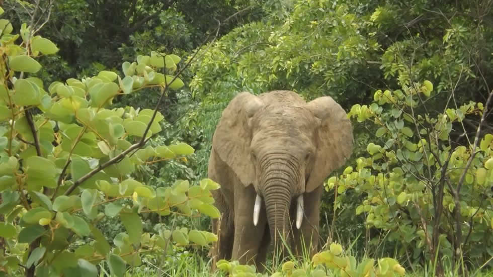 éléphant - Parc national fazao malfakassa -  Nord Togo